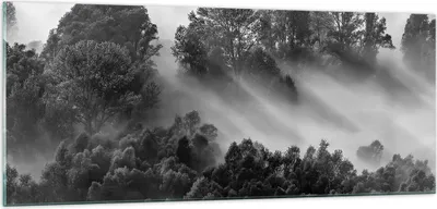 Produktbild von Bilder auf glas - Einteilig - Schwarzweiß Bäume Nebel - 100x40cm - Glasbilder - Wandbilder - Bilder - zum Aufhängen bereit - Wanddekoration aus Glas - Glas Bilder - Wandbild auf Glas - GAB100x40-4510