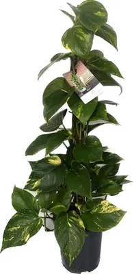 Zdjęcie produktu dla Epipremnum Aureum - Bluszcz na patyku z mchu Doniczka Ø 19 / wysokość ok. 80 cm Roślina pnąca Łatwa w pielęgnacji roślina wisząca Roślina domowa