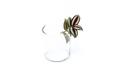 Obrázok produktu pre Gardners Tradescantia zebrina - odrezky na zakorenenie