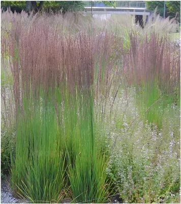 Produktbild von Stauden Gänge 10 x Molinia caerulea 'Moorhexe' im 1 Liter Topf - Kleines Pfeifengras - Anmutige Halme mit magischer Ausstrahlung - Winterhart