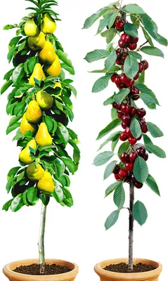 Produktbild von BALDUR Garten Säulenobst-Duo Birne & Kirsche, 2 Pflanzen Birnenbaum Kirschbaum, winterhart, platzsparende Säulen für kleine Gärten, Balkone & Terrassen, blühend, Prunus avium, Pyrus communis