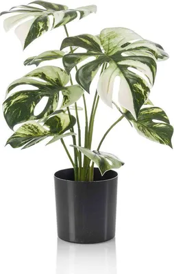 Produktbild von Monstera Busch x9 in Topf 40 cm Emerald