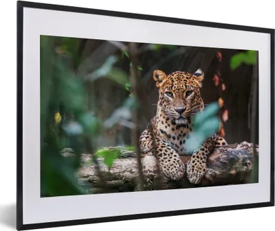 Produktbild von MuchoWow® MuchoWow® Gerahmtes Poster Panther - Dschungel - Tiere 60x40 cm - Poster mit zchwarzem Bilderrahmen - Schlafzimmer - Plakat in Rahmen - Drucken