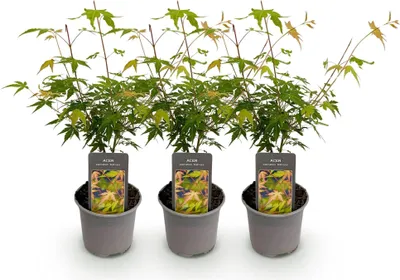 Image de Acer palmatum Katsura, 3 plants de 12cm, hauteur 35cm, érable japonais aux