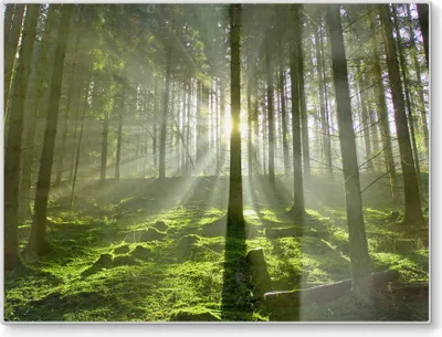 Produktbild von DEQORI Schneidebrett Glas 40x30 cm 'Waldlichtspiele' Schneideplatte Servierplatte groß