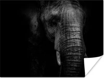 Produktbild von MuchoWow® Poster Elefant auf schwarzem Hintergrund in schwarz und weiß 40x30 cm - Plakate für die Wände - Poster Wohnzimmer