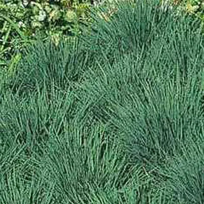 Produktbild von 6 x Schillergras - Koeleria glauca  | Topf 9cm x 9cm