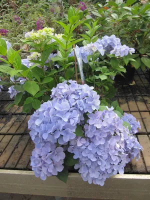 Produktbild von Garland Hydrangea macrophylla French Bolero ® - Girlanden-Hortensie  - 30-40 cm