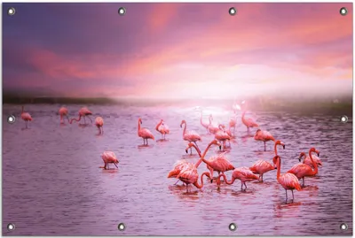 Produktbild von Wallario Outdoor-Poster für Garten oder Balkon, Motiv Rosa Flamingos bei Sonnenuntergang, in ca. 80 x 120 cm