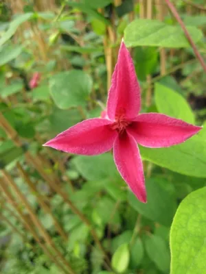 Produktbild von Clematis texensis Princess Diana (60 - 100 cm) - Waldrebe / Klematis