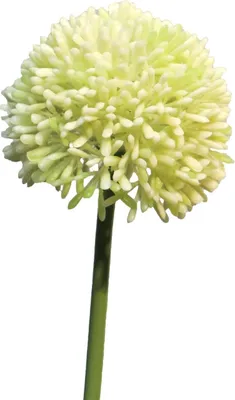 Produktbild von artplants.de Künstliche Blume Allium BAILIN, Creme-grün, 40 cm - Künstlicher Blumenzweig