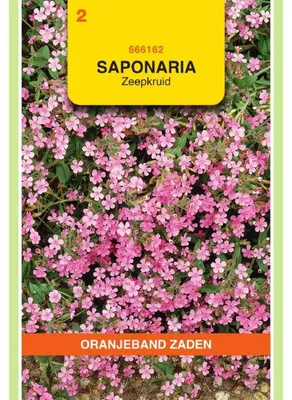 Imagen del producto de Oranjeband Saponaria Ocymoides - 1 paquete de semillas