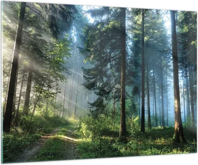 Produktbild von Bilder auf glas - Einteilig - Wald Dämmerung die Sonne - 100x70cm - Glasbilder - Wandbilder - Bilder - zum Aufhängen bereit - Wanddekoration aus Glas - Glas Bilder - Wandbild auf Glas - GAA100x70-4398