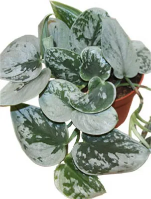 Produktbild von Gefleckte Efeutute - Scindapsus pictus 'Silvery Ann' 15 cm- Grünpflanze