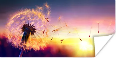 Produktbild von MuchoWow® Poster Löwenzahn - Blumen - Sonnenuntergang - Horizont - Nacht 40x20 cm - Poster für die Wand - Poster Schlafzimmer