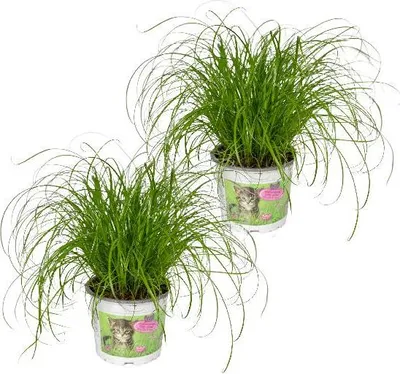 Zdjęcie produktu dla Trawa dla kotów Cyperus alternifolius, roślina doniczkowa, średnica 12 cm, wysokość 20 cm, zdrowa trawa