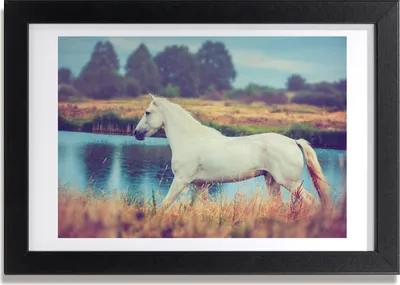 Produktbild von Bild 30x20 MDF-Rahmen, Wandkunst White Horse See