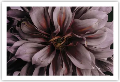 Produktbild von Poster - Poster ohne Rahmen - Blumenstrauß Künstlerisch Blume - 91,5x61 cm - Wand Bild - Wanddeko - Wandbilder - Kunstposter - Wandposter - Bilder - Kunstdruck - Wanddekoration - P2XAA91x61-5019