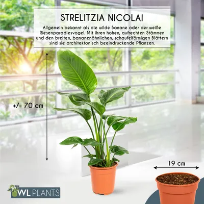 Zdjęcie produktu dla Strelitzia Nicolai, roślina doniczkowa, wysokość 75 cm, średnica 19 cm, do biura