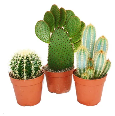Produktbild von 3 verschiedene größere Kakteen im Set, 12-cm-Topf, ca. 15–28 cm hoch