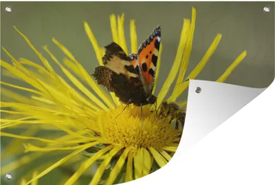Produktbild von MuchoWow® 90x60 cm Outdoor-Poster Gartendeko Sichtschutz Garten Poster für den Garten  Schmetterling auf einer Alantblüte