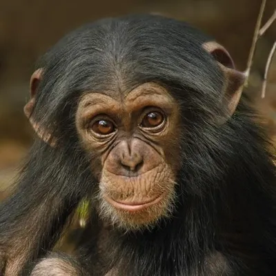 Immagine prodotto di Biglietto quadrato con busta con motivo Baby Chimp