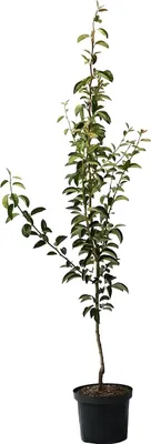 Produktbild von Vereinsdechantbirne - Winterbirne Buschbaum 10 L Topfballen Quitte A
