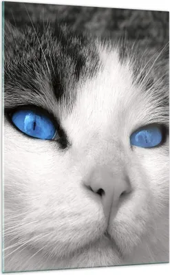 Produktbild von Bilder auf glas - Einteilig - Katze Tiere blaue Augen - 70x100cm - Glasbilder - Wandbilder - Bilder - zum Aufhängen bereit - Wanddekoration aus Glas - Glas Bilder - Wandbild auf Glas - GPA70x100-1144