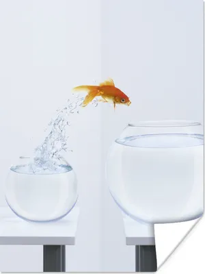Produktbild von MuchoWow® Poster Goldfisch - Weiß - Fischglas 90x120 cm - Wohnzimmer