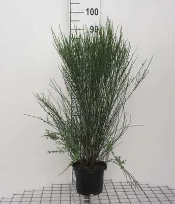 Zdjęcie produktu dla Cytisus (p) 'Apricot Gem' - Elfenbein 40- 60 cm Pojemnik