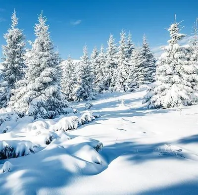 Produktbild von 20 Servietten Winter Scenery - Natürlicher Winterwald 33x33cm