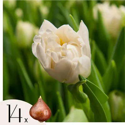Zdjęcie produktu dla Cebule tulipanów - 14 szt - Tulipa 'Northcap' - Cebulki kwiatowe - Żółty