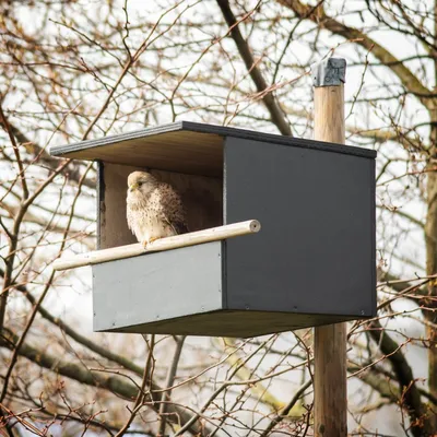 Produktbild von Nistkasten Turmfalke