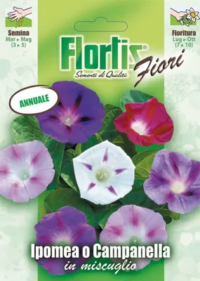 Produktbild von Prunkwinde Mischung | Prunkwindensamen von Flortis