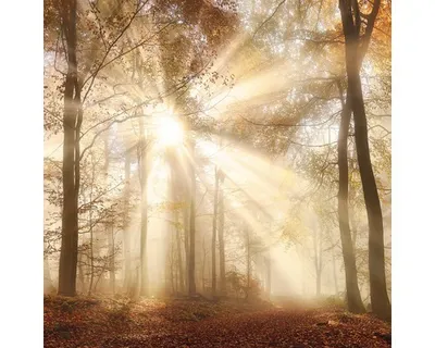 Produktbild von Glasbild Mystic Forest VII GLA2186 20x20 cm