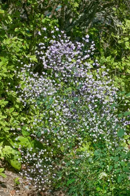 Produktbild von Thalictrum rochebrunianum 'Elin', Wiesenraute, lila Blüten, ca. 11x11 cm Topf