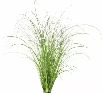 Produktbild von Click & Grow Click & Grow Smart Refill Ornamental Grass 3pcs