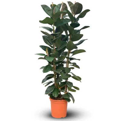 Image de Ficus elastica robusta - plante caoutchouc - ↕ 170-190 cm - ⌀ 30 cm - plante d'intérieur