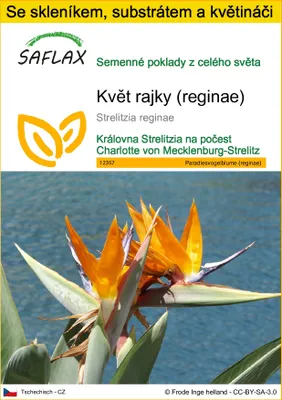 Obrázek produktu pro SAFLAX Kultivační sada - květ rajky (reginae) - Strelitzia reginae - 5 Semena - S mini skleníkem, pěstebním substrátem a 2 květináči
