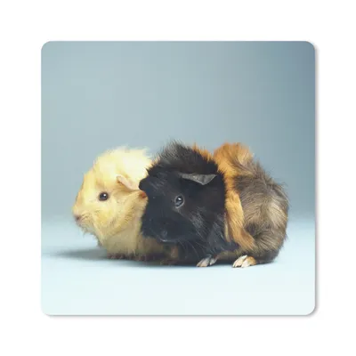 Produktbild von MuchoWow® Mauspad Mousepad Zwei kleine Meerschweinchen 20x20 cm - Mousepads - Maus Mat - Pad - Mausunterlage - Desk Mat - Bureauartikeln