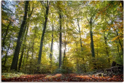 Produktbild von ARTland Leinwandbild Laubwald zum Herbst Größe: 30x20 cm