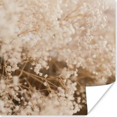 Produktbild von MuchoWow® Poster Pampasgras - Pflanze - Natur 75x75 cm - Wand Dekoration