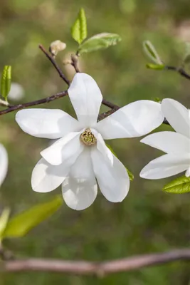 Produktbild von Magnolia kobus, 40–60 cm, duftend, weiße Blüten