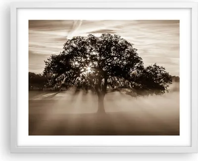 Produktbild von Gerahmtes Poster - Weißer Rahmen - Baum Feld Natur - 50x40 cm - Wand Bild - Wanddeko - Wandbilder - Kunstposter - Wandposter - Bilderrahmen - Bilder - Kunstdruck - Wandbild - P2WAA50x40-3811