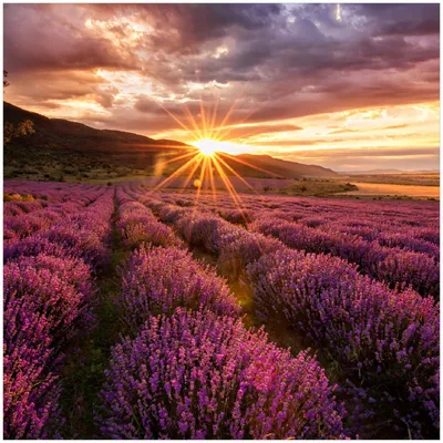 Produktbild von Wallario Premium Glasbild, freischwebende Optik, kräftige Farben, Größe 30 x 30 cm Motiv Lavendelfeld bei Sonnenuntergang - Sonnenstrahlen