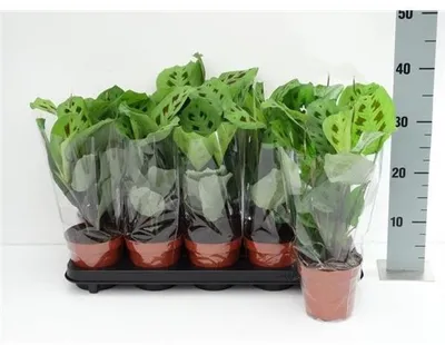 Zdjęcie produktu dla Maranta leuconeura Kerchoveana