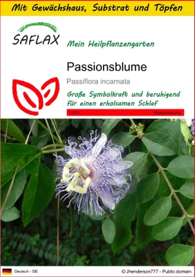 Produktbild von SAFLAX - Anzucht Set - Heilpflanzen - Passionsblume - 5 Samen - Mit Mini-Gewächshaus, Anzuchtsubstrat und 2 Töpfen - Passiflora incarnata