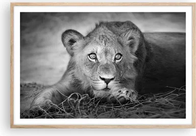 Produktbild von Gerahmtes Poster - Rahmen in heller Eiche - Löwe asiatisch Porträt - 91,5x61 cm - Wand Bild - Wanddeko - Wandbilder - Kunstposter - Wandposter - Bilderrahmen - Bilder - Kunstdruck - P2NAA91x61-4840