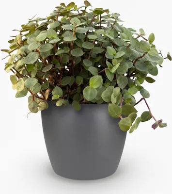 Obrázok produktu pre Calissia repens – izbová rastlina v sivom črepníku, priemer 12 cm, výška 17–20 cm, nenáročná na starostlivosť