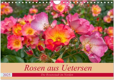 Produktbild von Rosen aus Uetersen (Wandkalender 2025 DIN A4 quer), CALVENDO Monatskalender